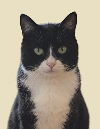 카메라를 정면으로 보는 턱시도 고양이